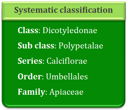 Syatematic classification of Apiaceae, Dicotyledonae, polypetalae, calciflorae, umbellales, umbelliferae